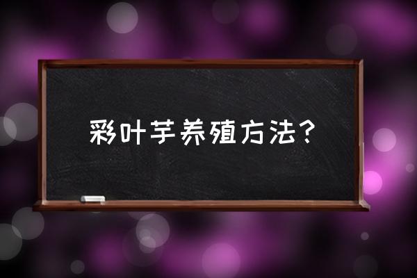 花叶芋养殖方法和注意事项 彩叶芋养殖方法？