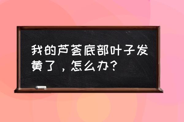 芦荟叶子发黄该怎么补救 我的芦荟底部叶子发黄了，怎么办？