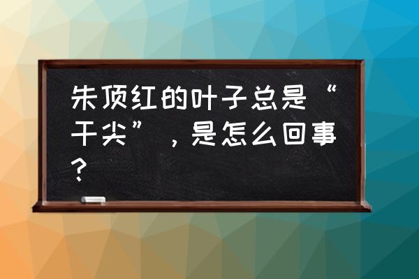 朱顶红烂根解决方法 朱顶红的叶子总是“干尖”，是怎么回事？