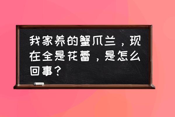 蟹爪兰开始长花蕾时怎样养护 我家养的蟹爪兰，现在全是花蕾，是怎么回事？