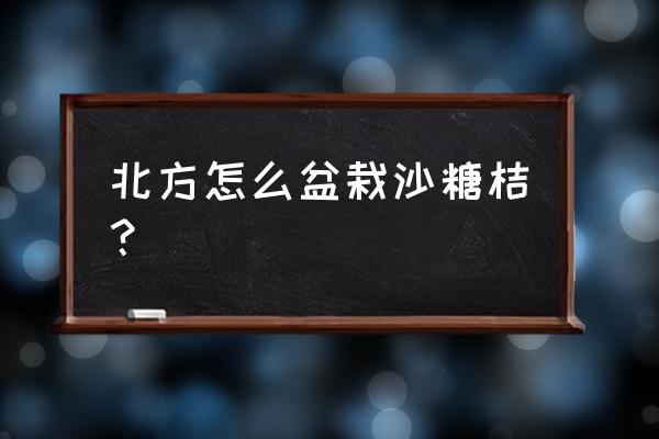 金桔树盆栽用什么土栽培 北方怎么盆栽沙糖桔？