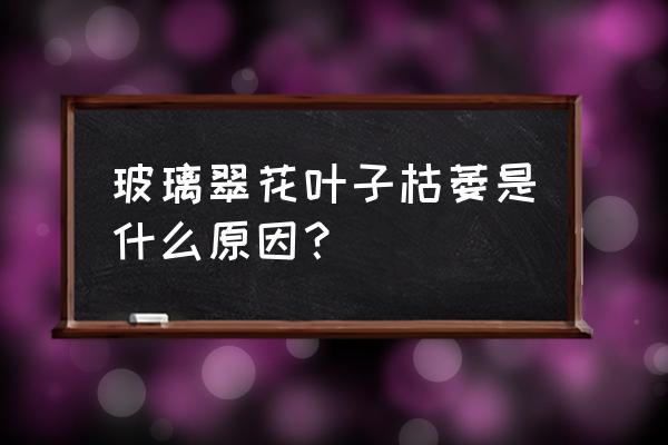 玻璃翠花家庭养殖方法 玻璃翠花叶子枯萎是什么原因？