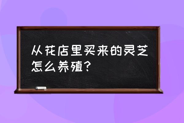 买回来的灵芝怎么往盆里栽 从花店里买来的灵芝怎么养殖？