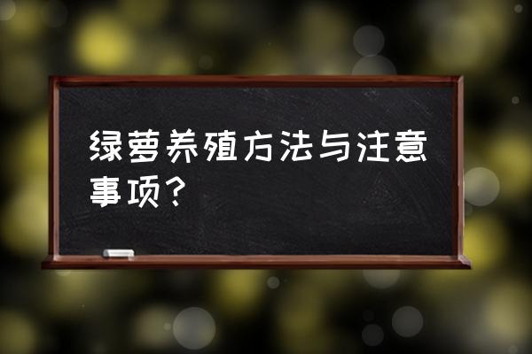 绿箩如何栽养 绿萝养殖方法与注意事项？