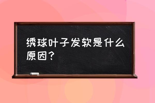 春季绣球被冻伤了怎么处理 绣球叶子发软是什么原因？