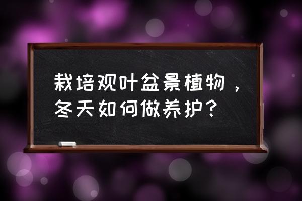 秋冬鞋靴保养最全攻略 栽培观叶盆景植物，冬天如何做养护？