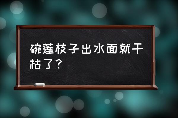 碗莲叶子边缘发黑枯萎怎么办 碗莲枝子出水面就干枯了？