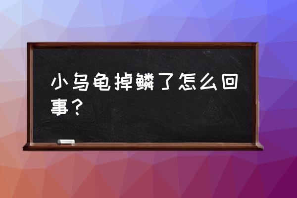 我的世界如何获得乌龟鳞片 小乌龟掉鳞了怎么回事？