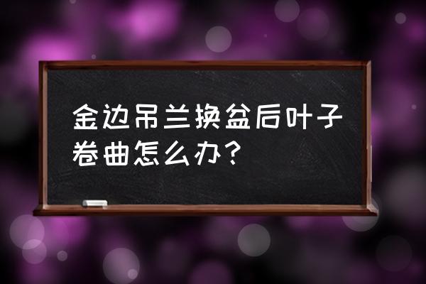 金心吊兰掉叶子怎么办 金边吊兰换盆后叶子卷曲怎么办？