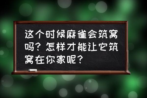 怎么样才能把小鸟的窝建造在家 这个时候麻雀会筑窝吗？怎样才能让它筑窝在你家呢？