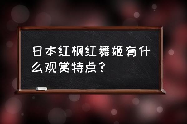 日本红舞姬红枫价格 日本红枫红舞姬有什么观赏特点？