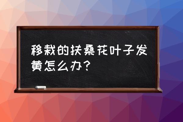 扶桑花黄叶掉了怎么办 移栽的扶桑花叶子发黄怎么办？