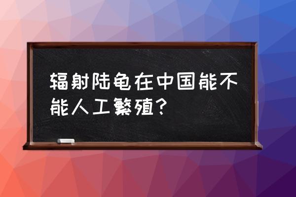 辐射龟容易繁殖吗 辐射陆龟在中国能不能人工繁殖？