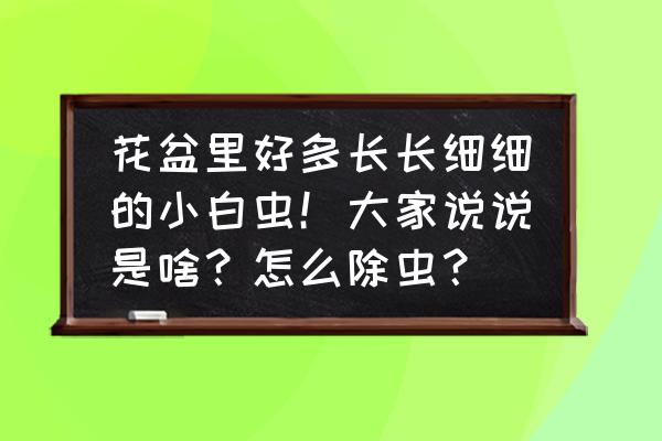 花上面有好多小白虫怎么办 花盆里好多长长细细的小白虫！大家说说是啥？怎么除虫？