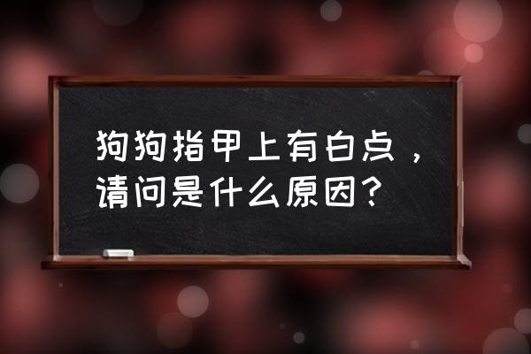 指甲有白斑怎么回事 狗狗指甲上有白点，请问是什么原因？