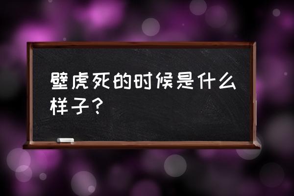 壁虎一生能断几次尾巴 壁虎死的时候是什么样子？