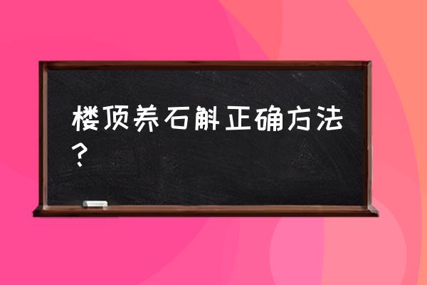 封闭阳台种铁皮石斛 楼顶养石斛正确方法？