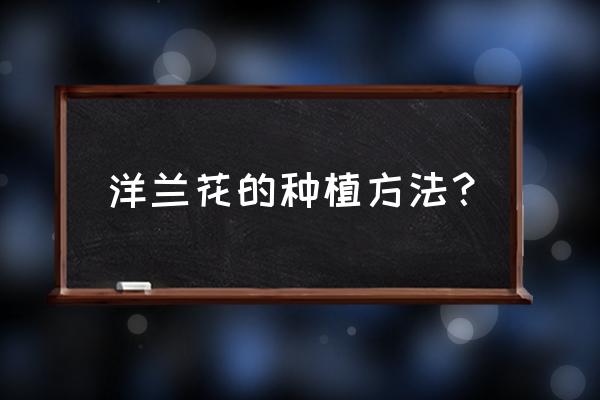 文心兰长出幼苗后该如何养护 洋兰花的种植方法？