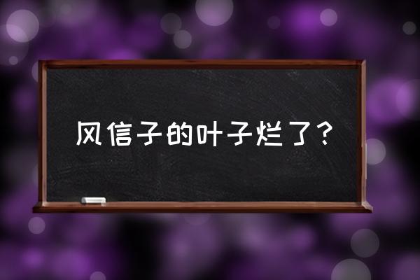 已经生根的风信子外面发霉怎么办 风信子的叶子烂了？