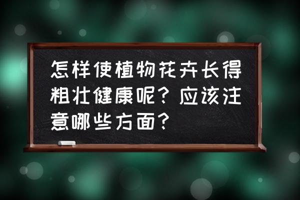 盆栽花卉的栽培与管理 怎样使植物花卉长得粗壮健康呢？应该注意哪些方面？