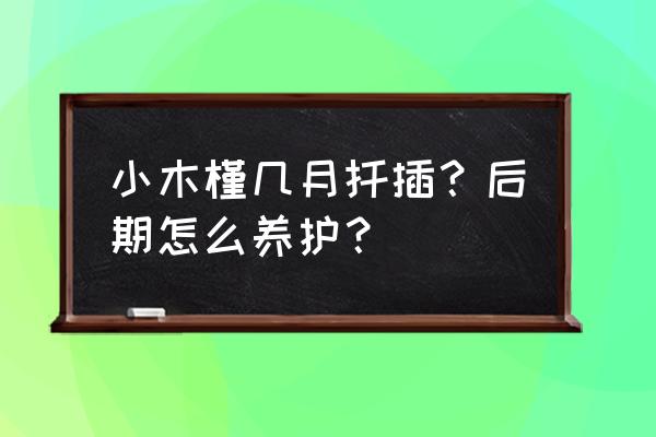 小木槿刚买到家怎么养护 小木槿几月扦插？后期怎么养护？