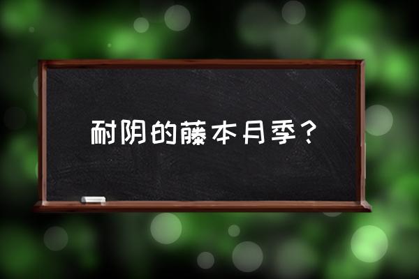 20种耐阴月季北阳台 耐阴的藤本月季？