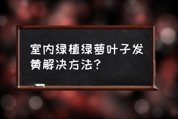 绿萝的叶子发黄怎么补救 室内绿植绿萝叶子发黄解决方法？