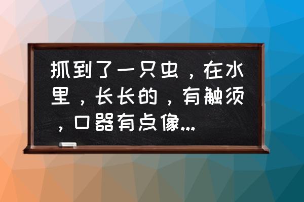 细尾巴和粗尾巴的蜻蜓 抓到了一只虫，在水里，长长的，有触须，口器有点像蜻蜓幼虫的，尾巴末端有三根片片貌似是用来游的，是啥？