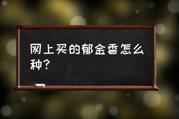 郁金香土培正确方法 网上买的郁金香怎么种？