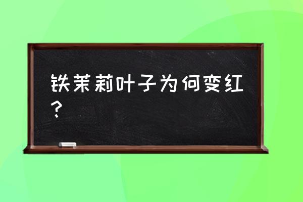 铁茉莉如何养护可以开花结果 铁茉莉叶子为何变红？