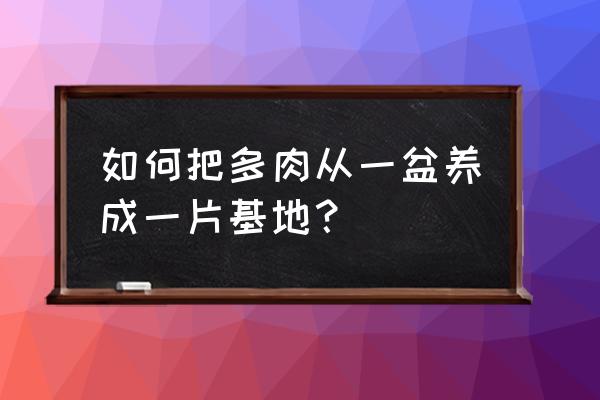 多肉繁殖方法新手养多肉最简单 如何把多肉从一盆养成一片基地？