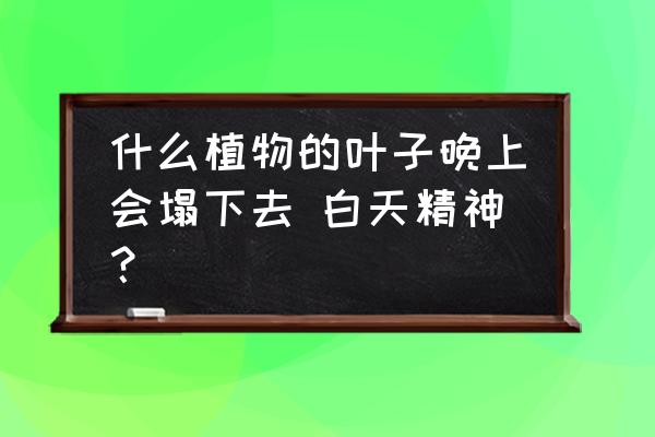 七种花草有助睡眠 什么植物的叶子晚上会塌下去 白天精神？