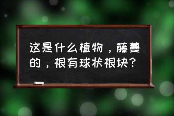 爱之蔓可以用种子繁殖吗 这是什么植物，藤蔓的，根有球状根块？