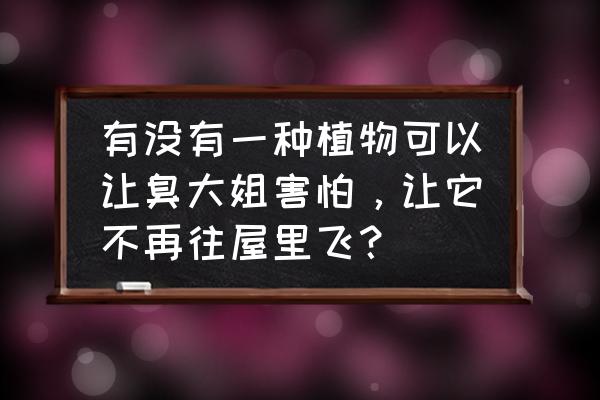 屋里去异味的植物 有没有一种植物可以让臭大姐害怕，让它不再往屋里飞？