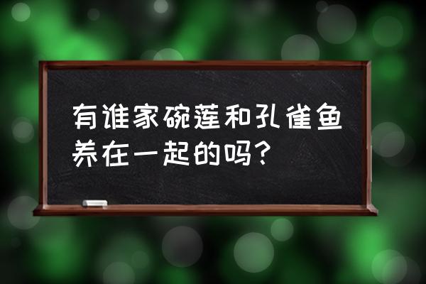 碗莲和什么鱼一起养最好 有谁家碗莲和孔雀鱼养在一起的吗？