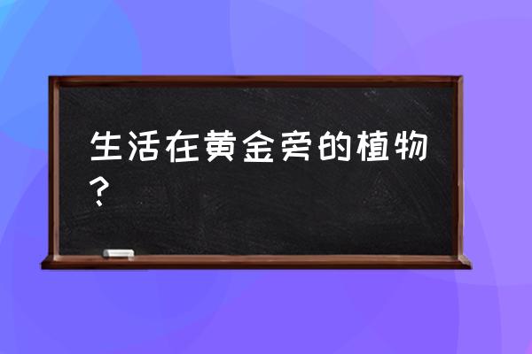 荆疙瘩盆栽适合的土质 生活在黄金旁的植物？