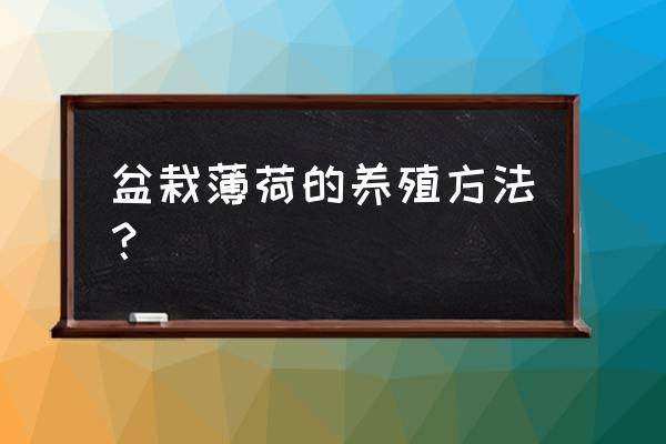 家里种薄荷的方法 盆栽薄荷的养殖方法？