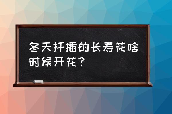 冬天扦插长寿花多久生根 冬天扦插的长寿花啥时候开花？