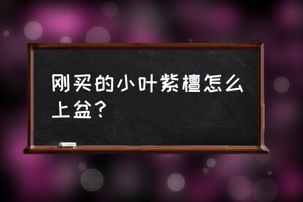 刚买的小叶紫檀盆景怎么上盆 刚买的小叶紫檀怎么上盆？