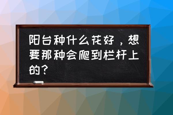 在家阳台种什么植物最好 阳台种什么花好，想要那种会爬到栏杆上的？