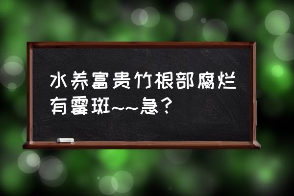 富贵竹生根后有腐烂怎么处理 水养富贵竹根部腐烂有霉斑~~急？