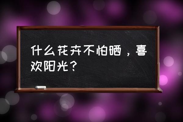 什么花适合在太阳下晒 什么花卉不怕晒，喜欢阳光？