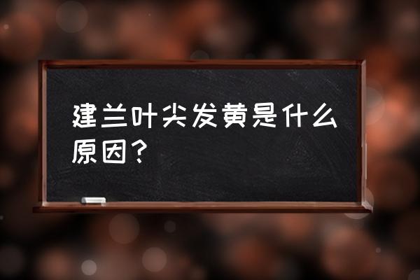 剑兰施什么肥料最好 建兰叶尖发黄是什么原因？