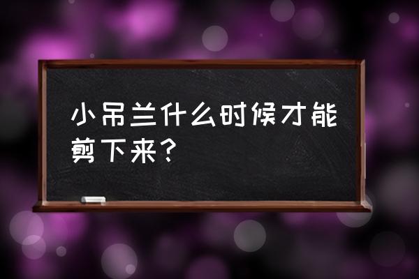 小吊兰剪下来怎么处理 小吊兰什么时候才能剪下来？