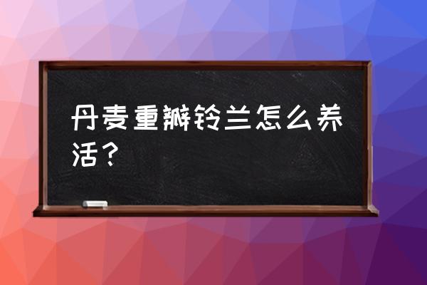 刚买回来重瓣丹麦风铃怎样养护 丹麦重瓣铃兰怎么养活？