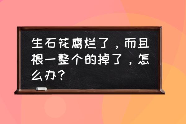 生石花腐烂了怎么补救 生石花腐烂了，而且根一整个的掉了，怎么办？