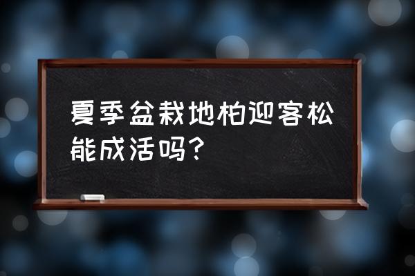 地柏种植方法和注意事项 夏季盆栽地柏迎客松能成活吗？