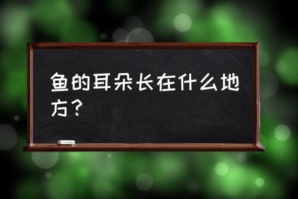 鱼耳app是什么 鱼的耳朵长在什么地方？