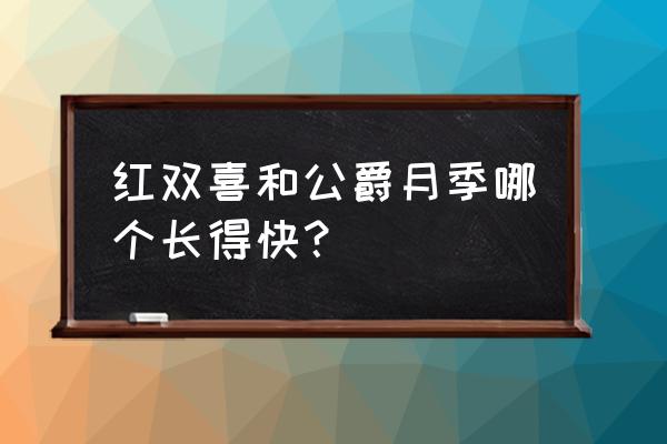 容易爆花的藤本月季品种 红双喜和公爵月季哪个长得快？