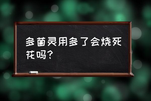 月季花炭疽病用什么药水 多菌灵用多了会烧死花吗？